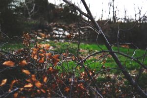 Pexels Revac Film S Photography 10400 68254